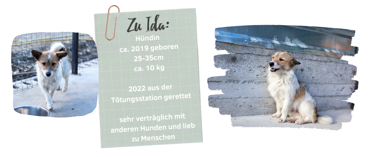 Patenhundin_ida