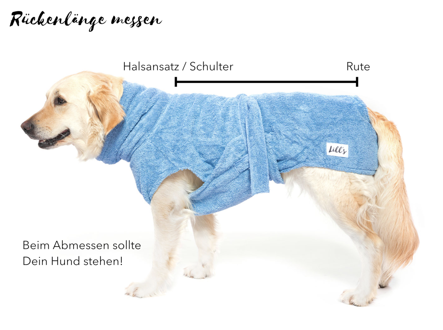 R-ckenl-nge_Abmessen_Hund