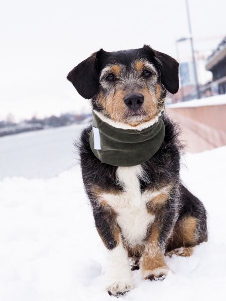 Loop für den Hund- Nicky Grau-Oliv Limited!